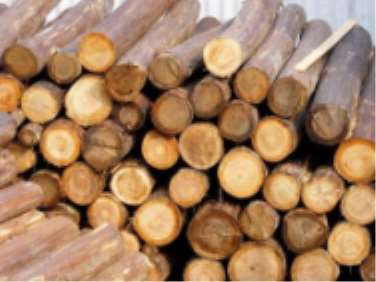 木材科技在可持續中的作用