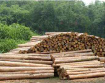 水對不同類型木材的影響