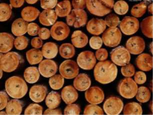 關于木材缺陷類型及原因的介紹