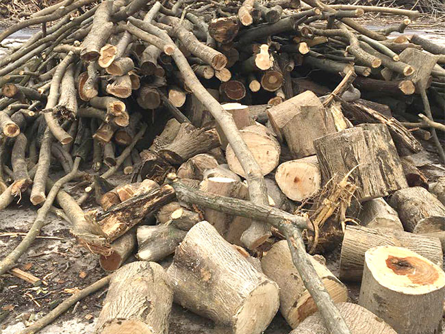 木材的基本特性是什么? 木材的基本特性是什么?